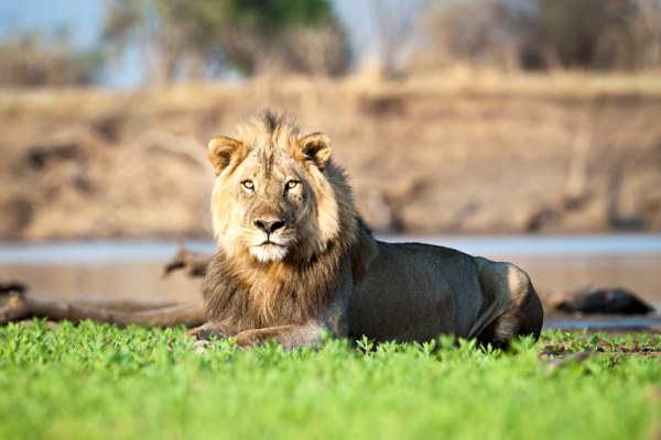 Nkwali lion 