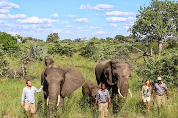 Abu-camp-elephant-guests-walking-safari-Andrew-Howard-600-400