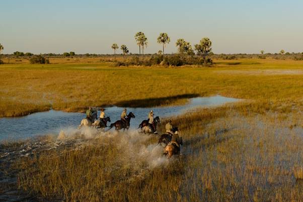 African Horseback Safaris riding in v shape in the Okavango Delta Botswana