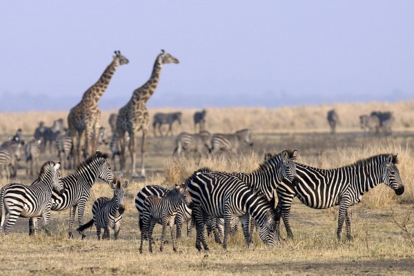 Chada Katavi Zebra Giraffe Tanzania