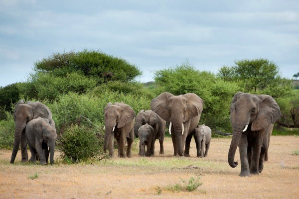 Elephant-Herd-Mashatu-Camp-Tuli-Area-Botswana