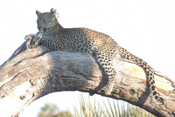 Leopard-in-tree-Linyanti-Bush-Camp-Botswana-600 400