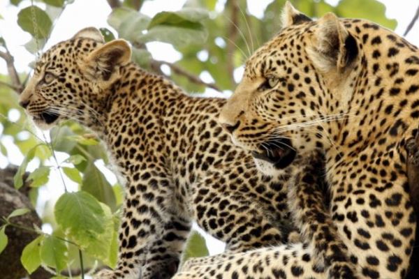 Leopard-mother-cub-Mombo-Camp-WildernessSafaris-Botswana-OkavangoDelta