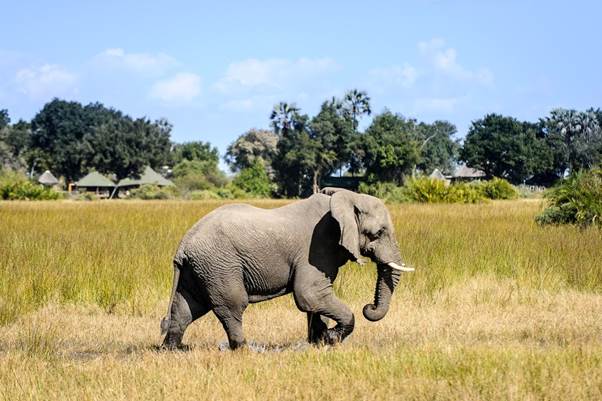 Mombo camp Okavango Delta Botswana elephant in camp