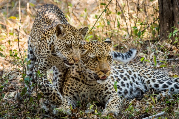 Tena Tena two leopards Robin Pope Safaris South Luangwa Zambia walking safari 