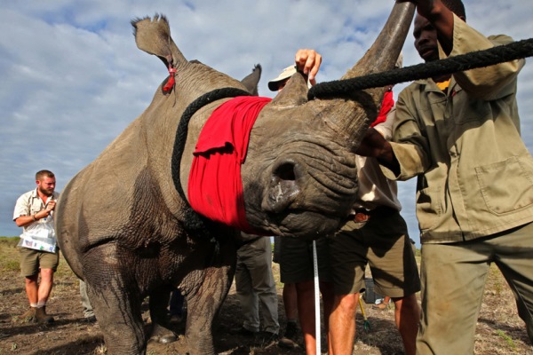 Rhino-Relocation-Botswana-Great-Plains-AndBeyond1