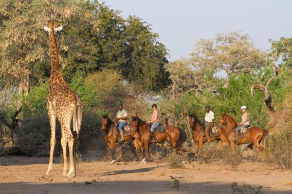 Horse-Riding-Safari-Mashatu-Camp-Tuli-Area-Botswana-giraffe-horses 600 400