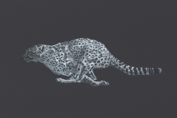 Simon Stevenson White Lightening sketch cheetah running in full flight