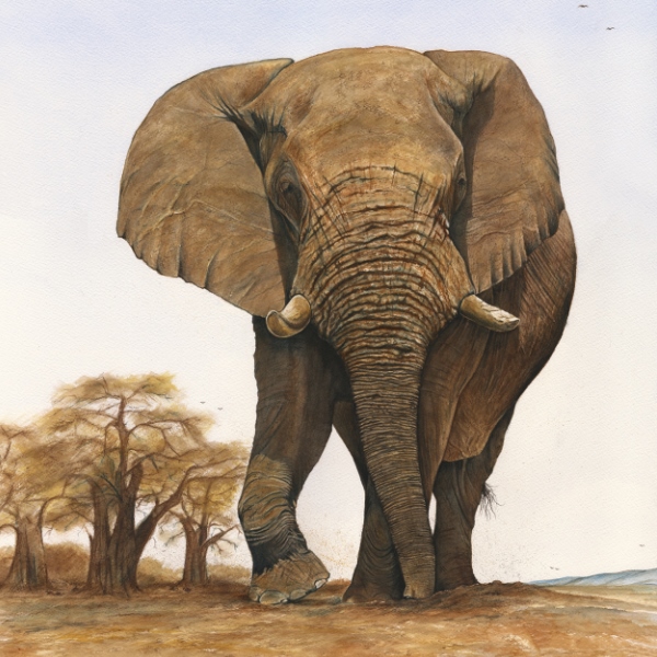 Simon Stevenson Lugga Bull elephant watercolour 