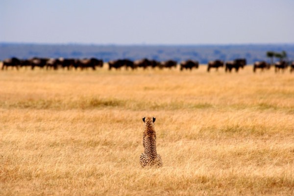 Cheetah-wildebeest-Serengeti-Safari-Camp-Tanzania-@NomadTanzania-600-400
