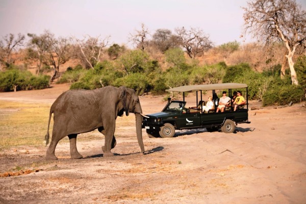 Chobe-Under-Canvas-elephant-wildlife-drive-Andbeyond 600 400