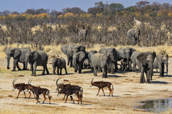 Elephants and sable antelope Hwange Zimbabwe Mark Butcher wildlifephotographyafrica com