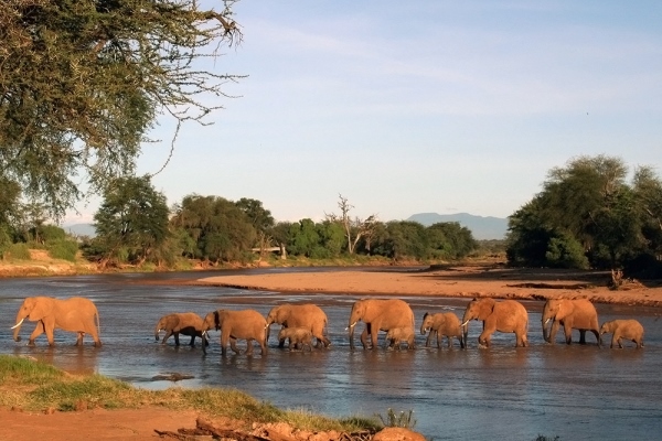 Elephants in river sunset Save The Elephants @ste_kenya Elephant Watch Camp Samburu Kenya