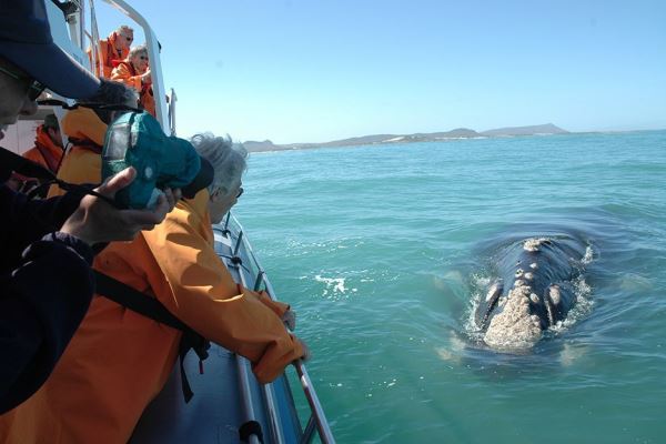 Grootbos-whale-watching-boat-trips-walker-bay-SouthAfrica-camera