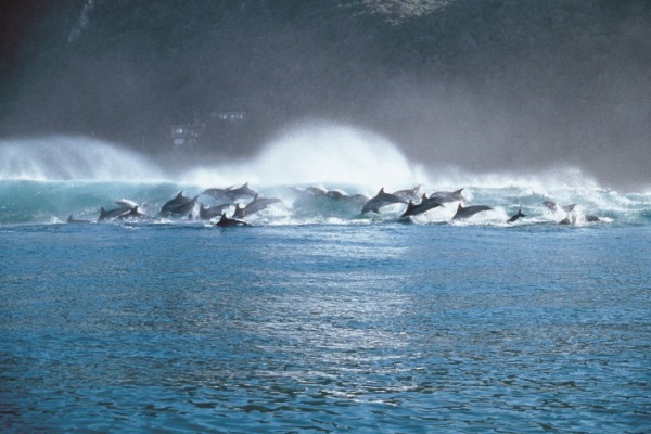 Kurland-Plettenberg-Bay-dolphin-pod-surfing-sea-view-SouthAfrica