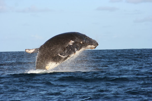 Vamizi-Island-humpback-whale-breach-quirimbas-archipelago-mozambique