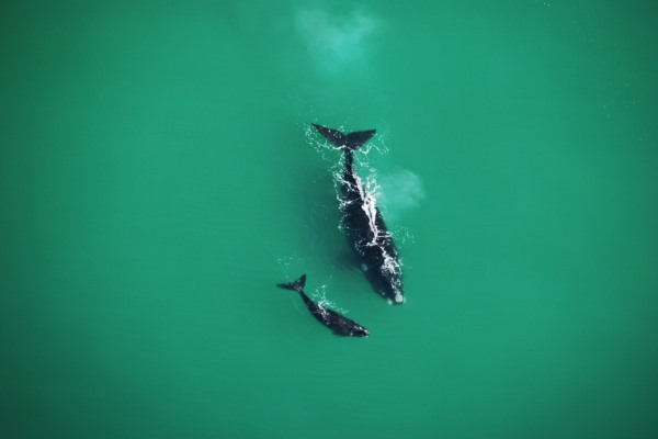 Whales - Morukuru-Ocean-House-whales-at-sea-mother-calf-SouthAfrica-whalewatching