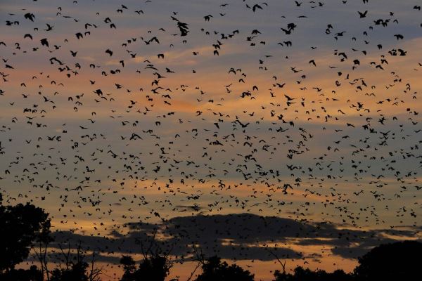 Dusk-bats-Kasanka-Zambia-migration-robin-pope-safaris-600-400