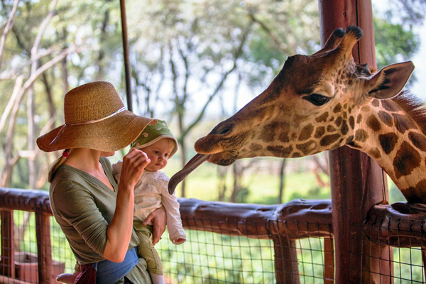 Kenya, Nairobi. A mother and her baby feed a Rothschild's Giraffe