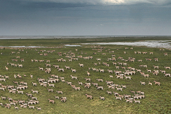 Zebra herds in the green season Makgadikgadi, Botswana