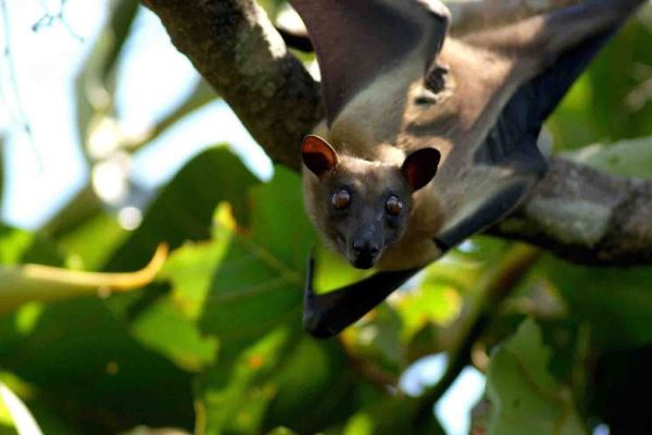 Kasanka-fruit-bat-roosting-robin-pope-safaris-zambia-600-400