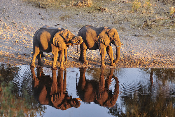 Meno A Kwena elephants drinking in the river, Makgadikgadi, Botswana