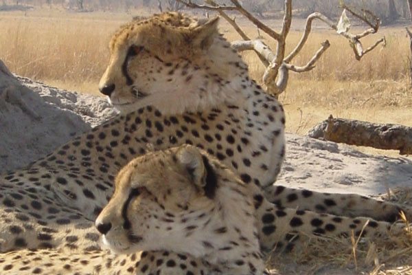 Pair of cheetah at Naxi Pan, Botswana, African Bush Camps