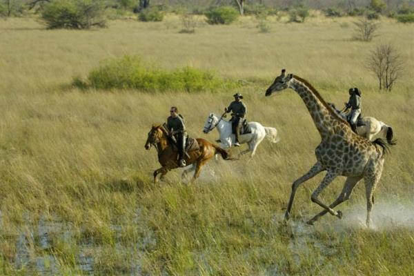 riding-with-giraffe-africanhorsebacksafaris-botswana-600-400