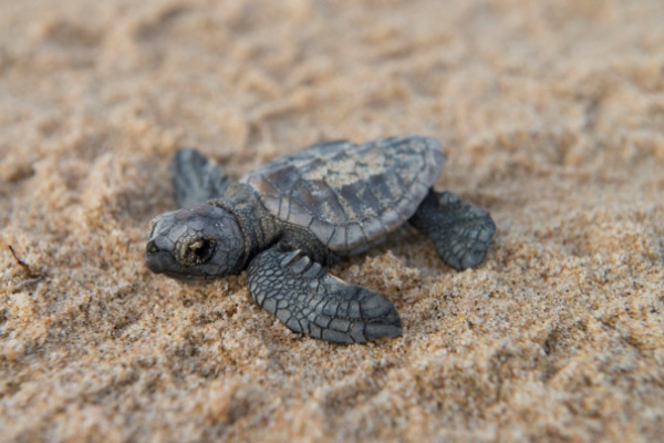 rocktail-baby-turtle-on-sand-south-africa