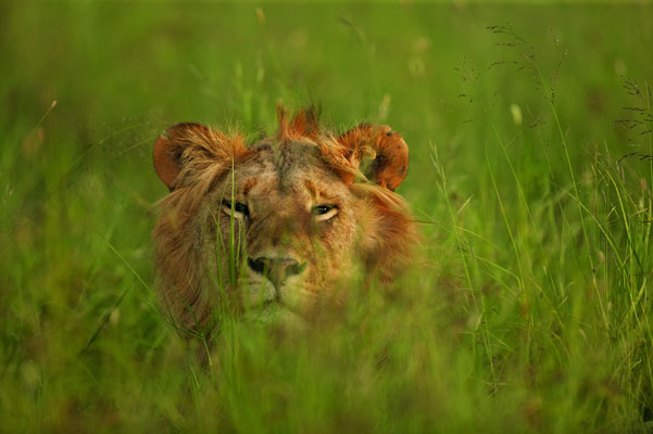 Lion in the grass, Singita, Grumeti, Tanzania