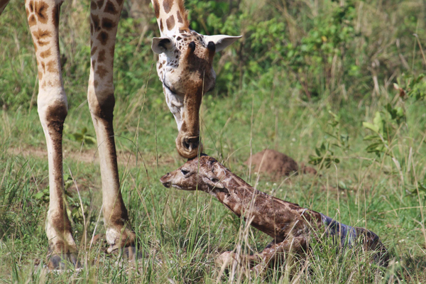 baby-giraffe-birth-murchinson-falls-giraffe-conservation-foundation