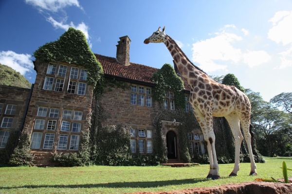 giraffe-outside-giraffe-manor-nairobi-kenya-safaricollection