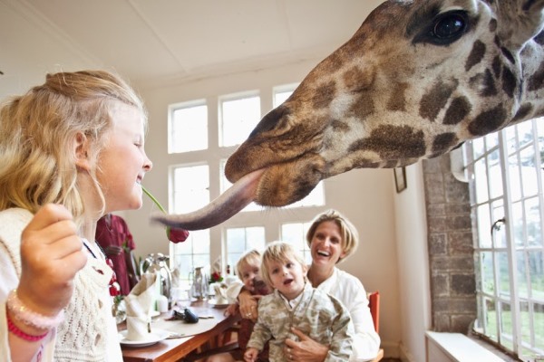 girl-feeding-rose-to-giraffe-giraffe-manor-nairobi-kenya-safaricollection