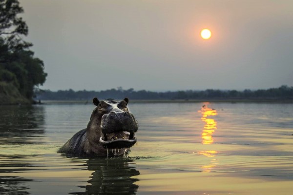 hippo-river-sunset-robin-pope-safaris-zambia-600-400