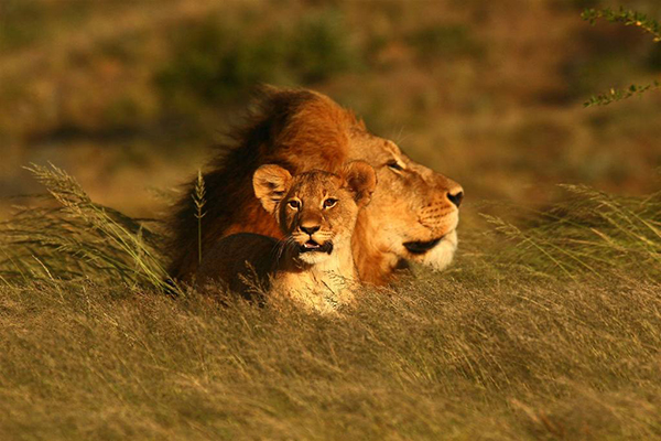 Wild lion and cub at Kwandwe, South Africa