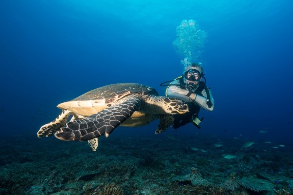 Scuba diving with sea turtles, North Island Seychelles, Noahsark Marc Stickler