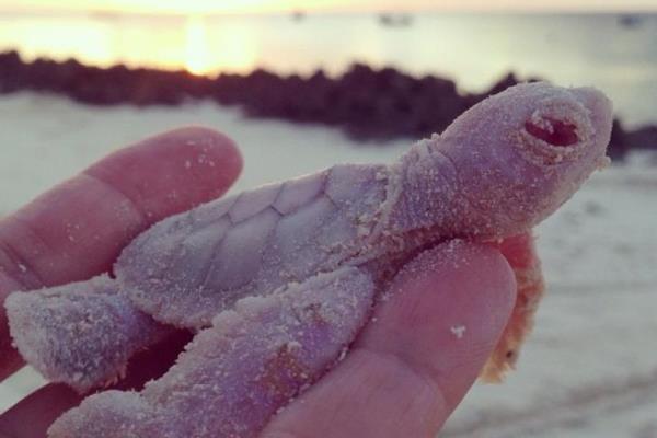 Rare albino turtle at Vamizi Island, Mozambique in hand 