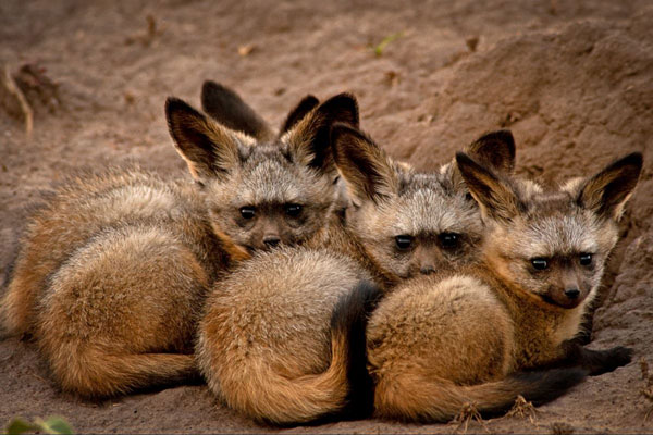 Dyball-bat-eared-foxes