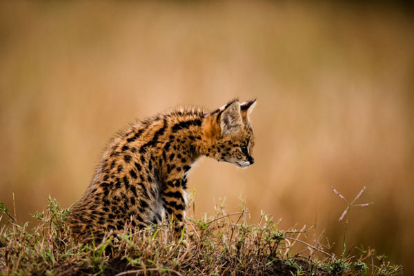dyball-serval-kitten