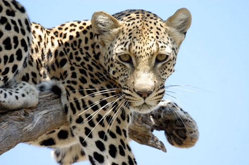 shakira-leopard-adopt-a-leopard-africatfoundation-okonjima-namibia
