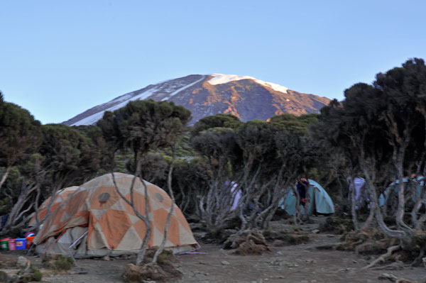 A-camping_Millennium-Camp-kili-juniper-trees