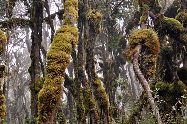 A-lush-tree-lichen-moss-forest-tanzania