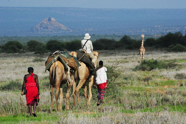 Camels-with-giraffes-behind-Karisia-Laikipia-Kenya