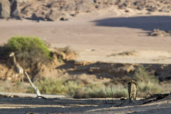 Cheetah-and-giraffe-Clement-Lawrence-Namibia desert wildlife