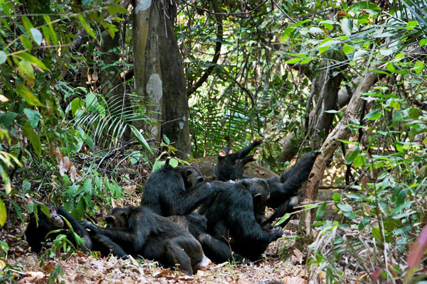 Chimps-forest-floor-greystoke-mahale-tanzania
