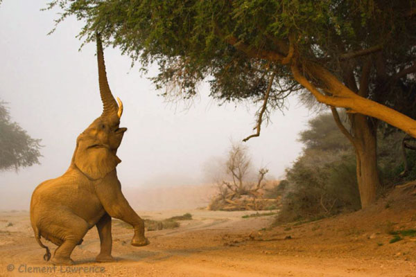 Elephant-Tree-Clement-Lawrence Namibia desert wildlife