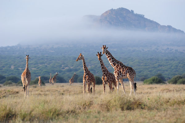 Giraffes-and-scenery-Karisia-Laikipia-Kenya