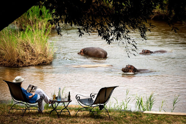 Hippo-lady-drinks-river-LionSands-SabiSands-SouthAfrica