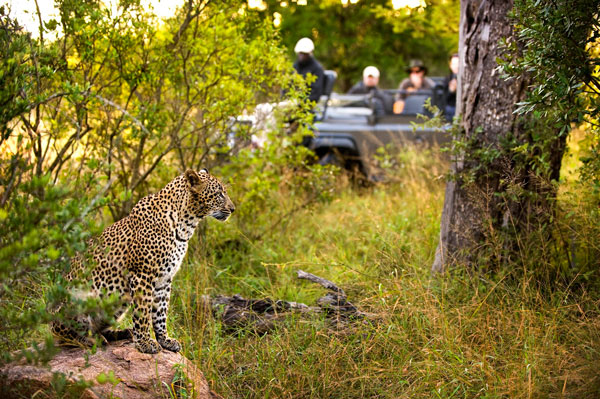Leopard-with-vehicle-1-RiverLodge-LionSands-SouthAfrica