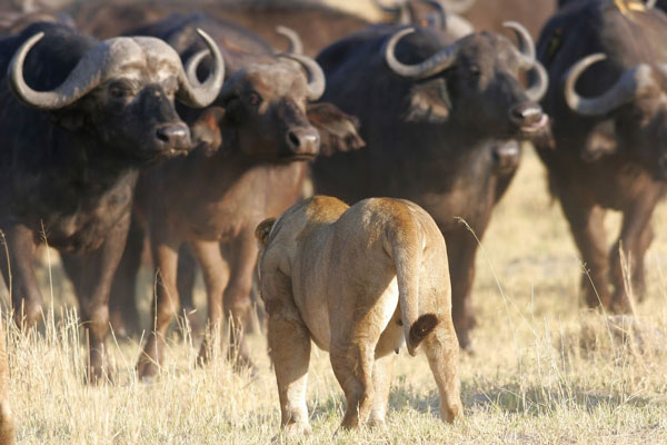 Lion-face-off-with-buffalo